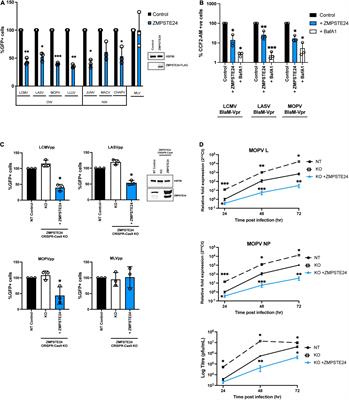 Inhibition of Arenavirus Entry and Replication by the Cell-Intrinsic Restriction Factor ZMPSTE24 Is Enhanced by IFITM Antiviral Activity